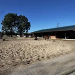 Auslauf mit Sand und Pflastersteinen
