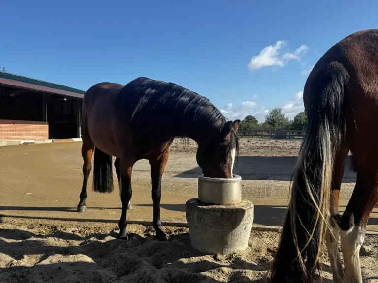 Tränke mit stets frischem Wasser